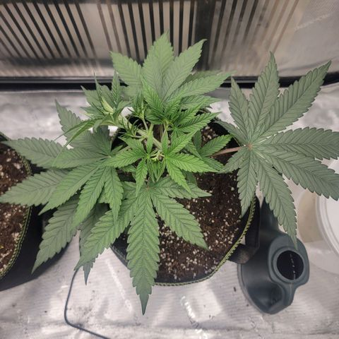 GG4 Sherbet 1 - A growlog timeline photo