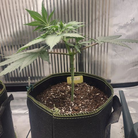 GG4 Sherbet 1 - A growlog timeline photo