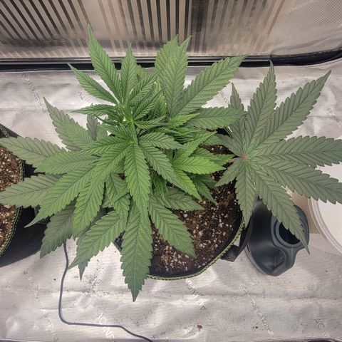 GG4 Sherbet 1 - A growlog timeline photo