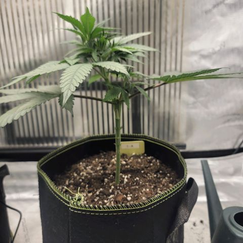 GG4 Sherbet 1 - A growlog timeline photo