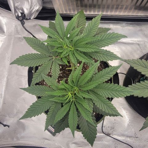 GG4 Sherbet 1 - B growlog timeline photo