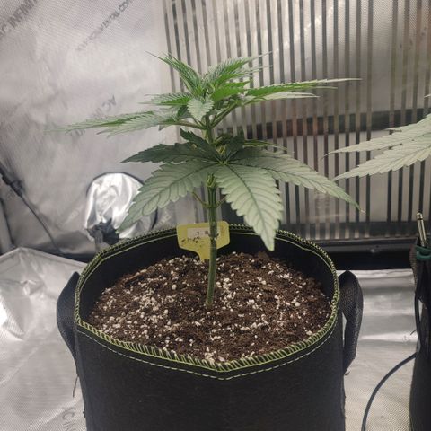 GG4 Sherbet 1 - B growlog timeline photo