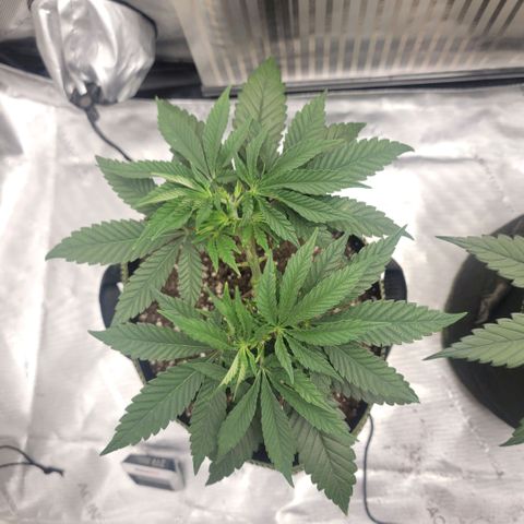 GG4 Sherbet 1 - B growlog timeline photo