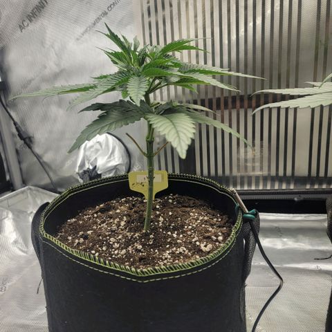 GG4 Sherbet 1 - B growlog timeline photo