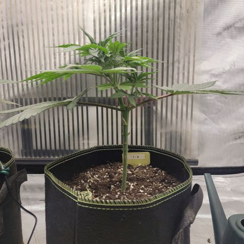 GG4 Sherbet 1 - A growlog timeline photo