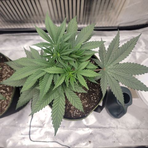 GG4 Sherbet 1 - A growlog timeline photo