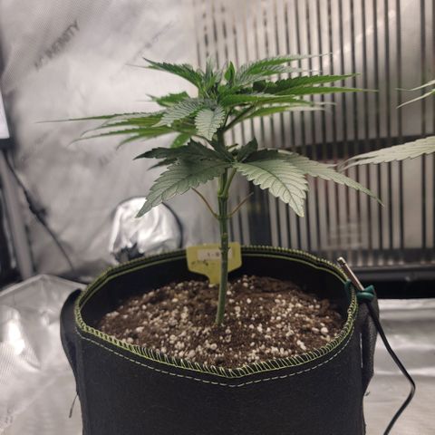 GG4 Sherbet 1 - B growlog timeline photo