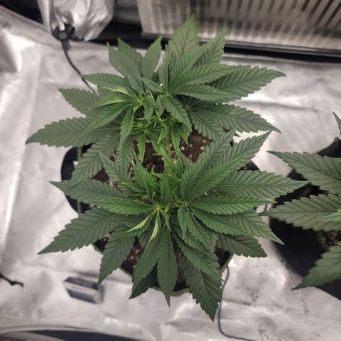 GG4 Sherbet 1 - B growlog timeline photo