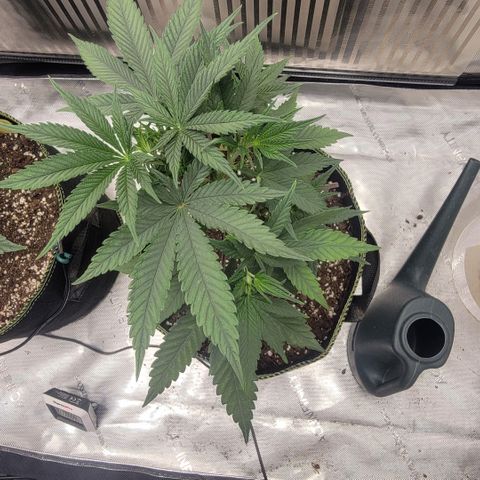 GG4 Sherbet 1 - A growlog timeline photo
