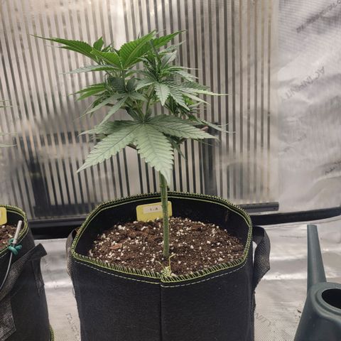 GG4 Sherbet 1 - A growlog timeline photo