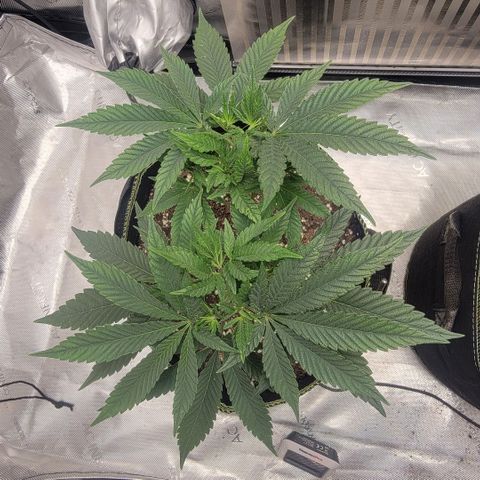 GG4 Sherbet 1 - B growlog timeline photo