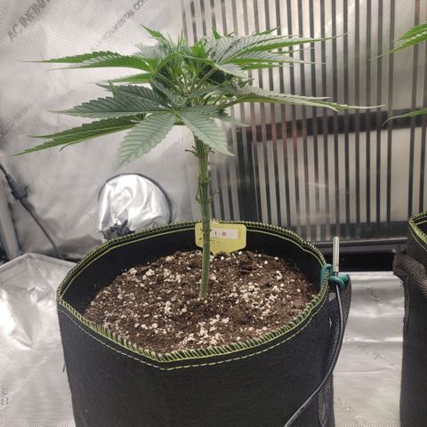 GG4 Sherbet 1 - B growlog timeline photo