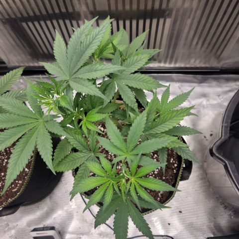 GG4 Sherbet 1 - A growlog timeline photo