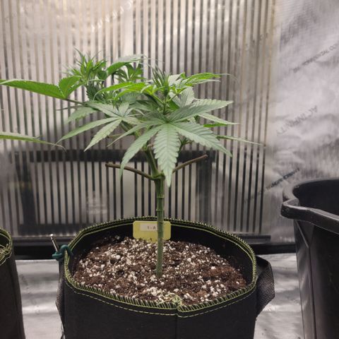 GG4 Sherbet 1 - A growlog timeline photo