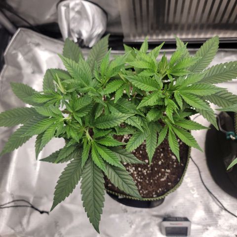 GG4 Sherbet 1 - B growlog timeline photo