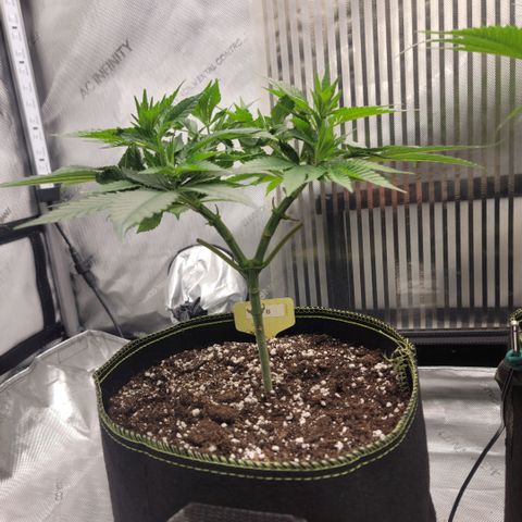 GG4 Sherbet 1 - B growlog timeline photo