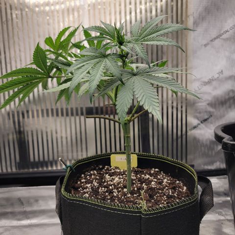 GG4 Sherbet 1 - A growlog timeline photo