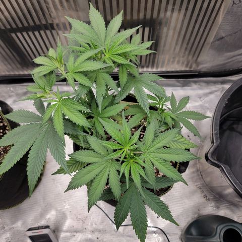 GG4 Sherbet 1 - A growlog timeline photo