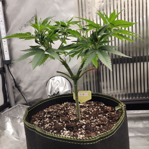 GG4 Sherbet 1 - B growlog timeline photo