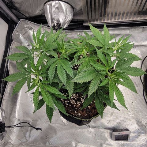 GG4 Sherbet 1 - B growlog timeline photo