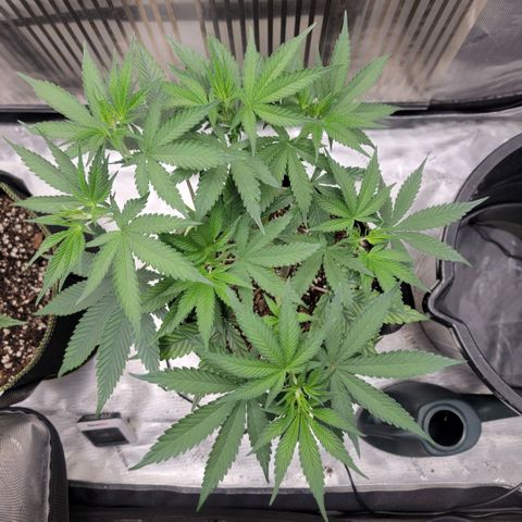 GG4 Sherbet 1 - A growlog timeline photo
