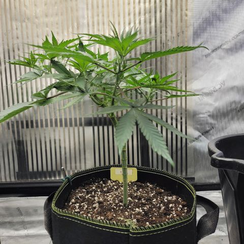 GG4 Sherbet 1 - A growlog timeline photo