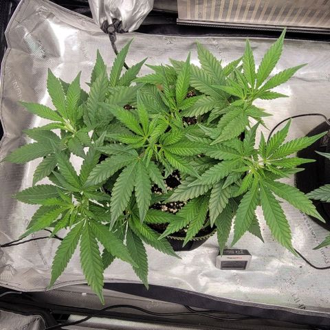 GG4 Sherbet 1 - B growlog timeline photo