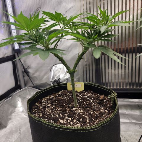 GG4 Sherbet 1 - B growlog timeline photo