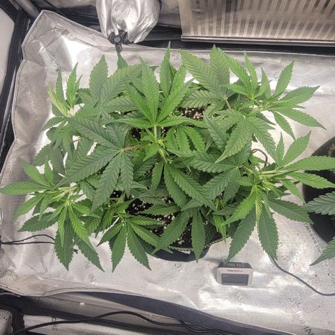 GG4 Sherbet 1 - B growlog timeline photo