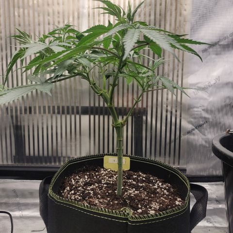 GG4 Sherbet 1 - A growlog timeline photo