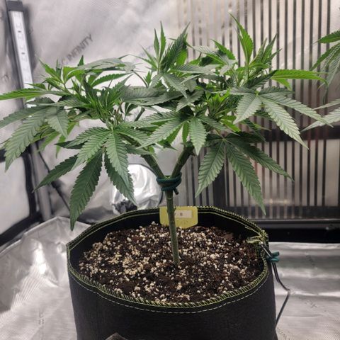 GG4 Sherbet 1 - B growlog timeline photo