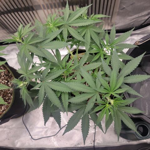 GG4 Sherbet 1 - A growlog timeline photo