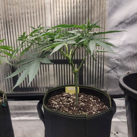 GG4 Sherbet 1 - A growlog timeline photo