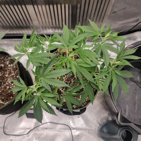 GG4 Sherbet 1 - B growlog timeline photo