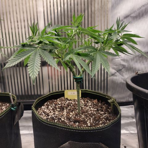 GG4 Sherbet 1 - B growlog timeline photo