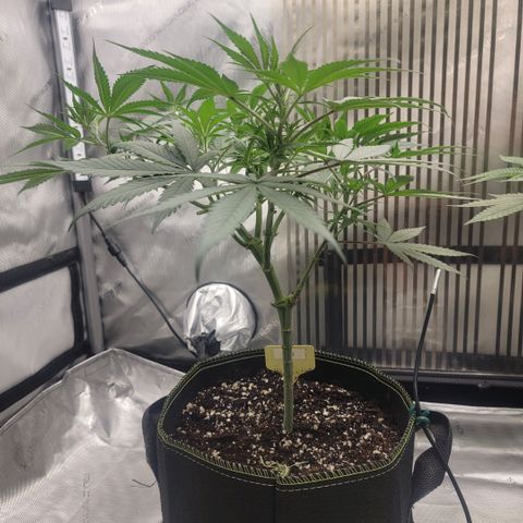 GG4 Sherbet 1 - A growlog timeline photo