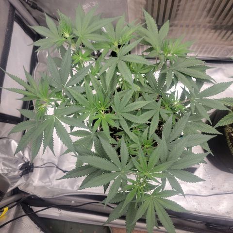 GG4 Sherbet 1 - A growlog timeline photo