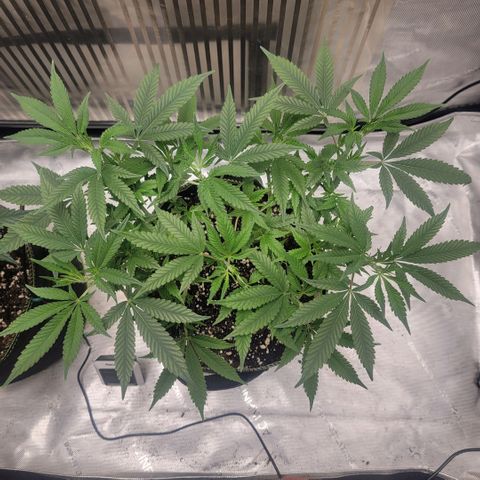 GG4 Sherbet 1 - B growlog timeline photo
