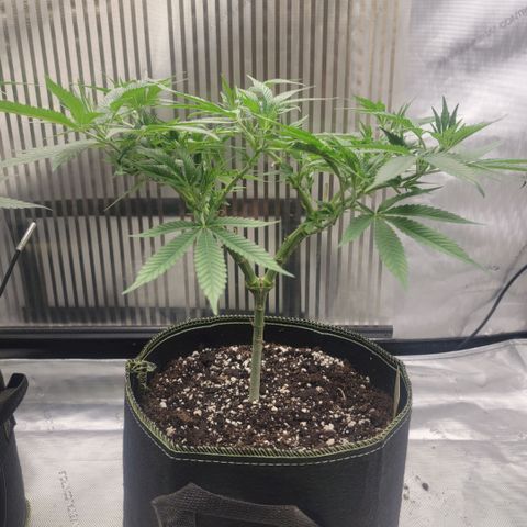 GG4 Sherbet 1 - B growlog timeline photo