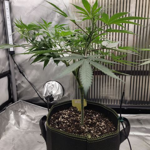 GG4 Sherbet 1 - A growlog timeline photo