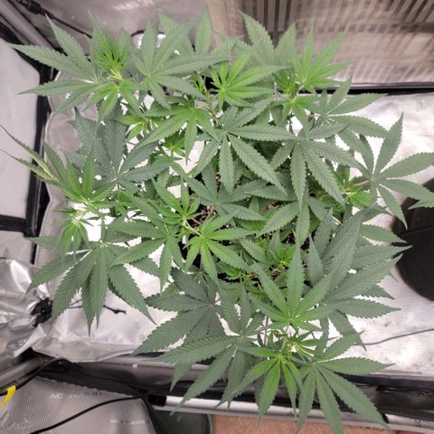 GG4 Sherbet 1 - A growlog timeline photo