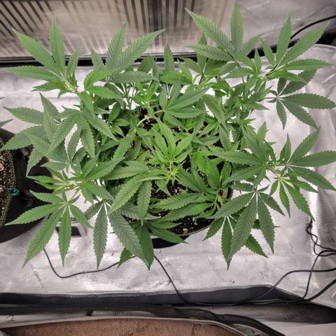 GG4 Sherbet 1 - B growlog timeline photo