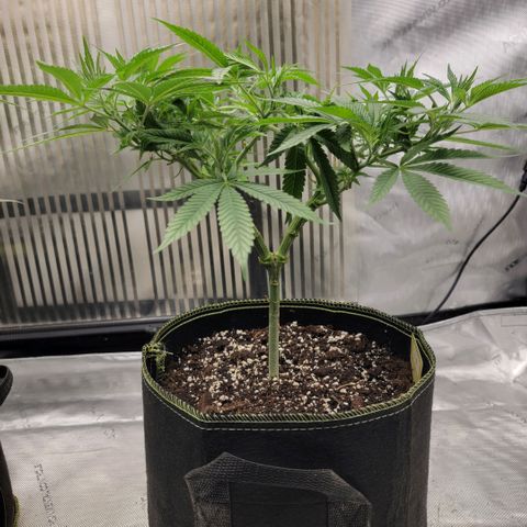 GG4 Sherbet 1 - B growlog timeline photo