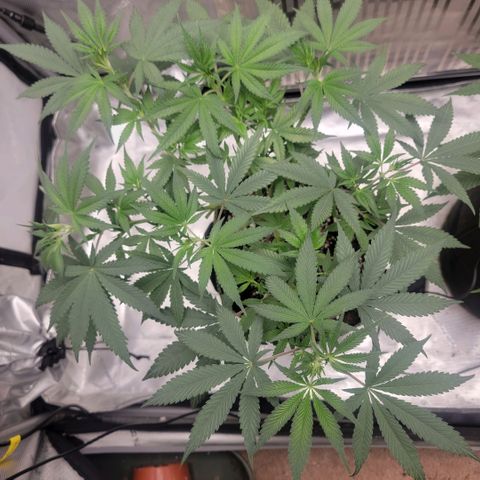 GG4 Sherbet 1 - A growlog timeline photo