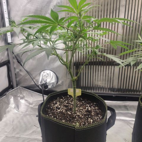 GG4 Sherbet 1 - A growlog timeline photo
