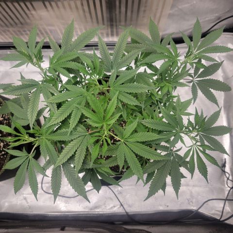 GG4 Sherbet 1 - B growlog timeline photo