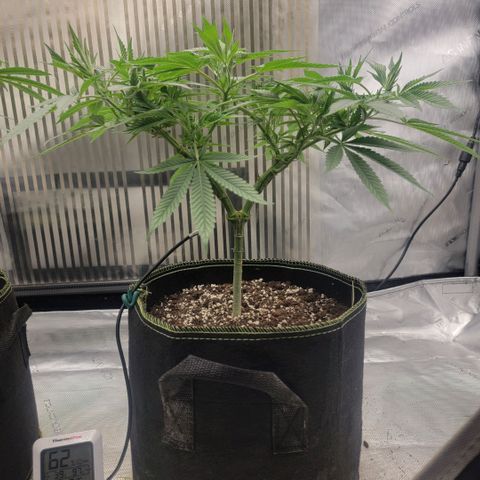 GG4 Sherbet 1 - B growlog timeline photo