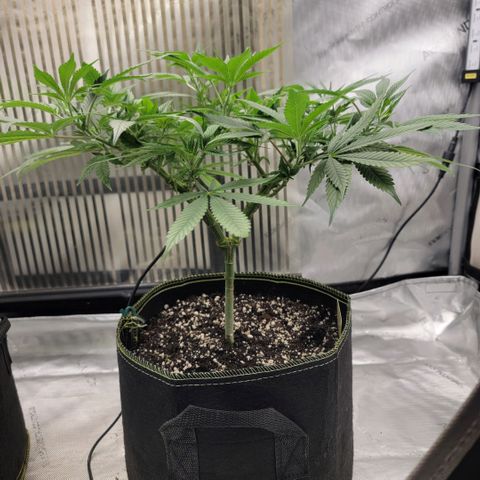 GG4 Sherbet 1 - B growlog timeline photo