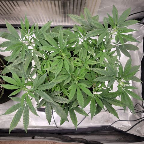 GG4 Sherbet 1 - B growlog timeline photo
