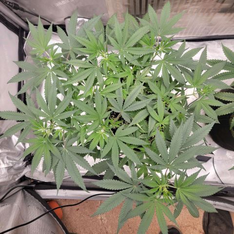 GG4 Sherbet 1 - A growlog timeline photo